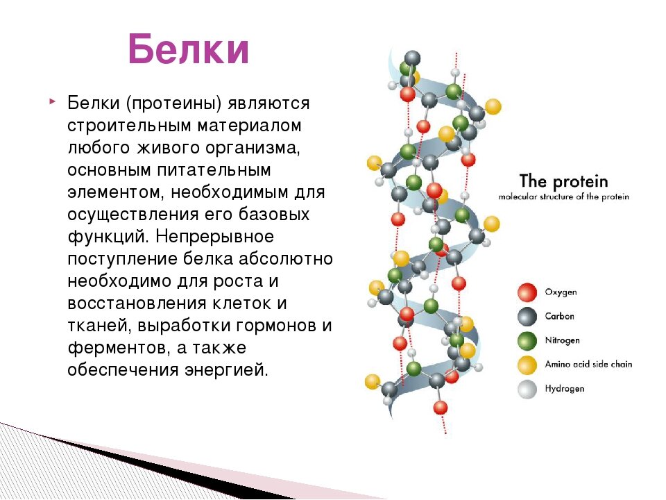 Белки в организме презентация