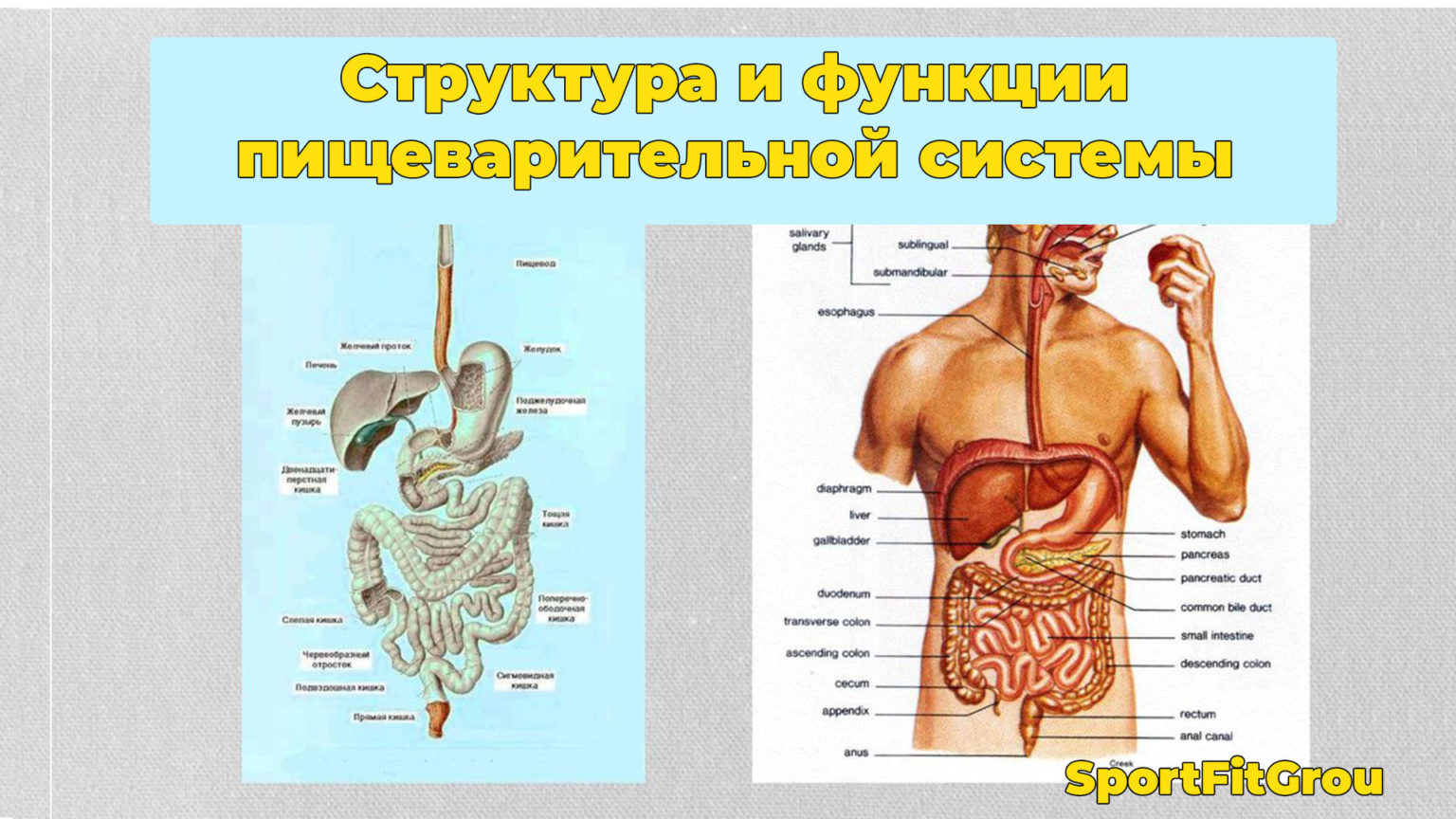 Пищеварительная система человека анатомия